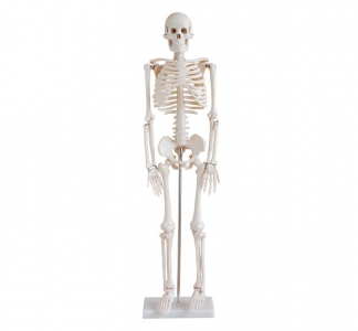 Mô hình xương người cao 85cm