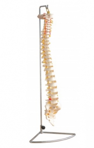 Mô hình xương cột sống 45 cm