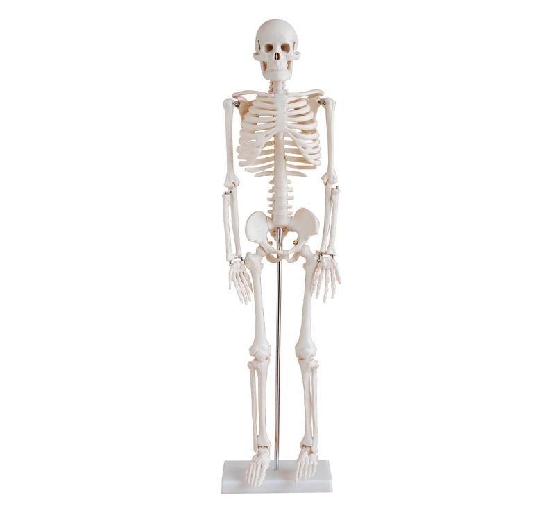 Mô hình xương người 45cm